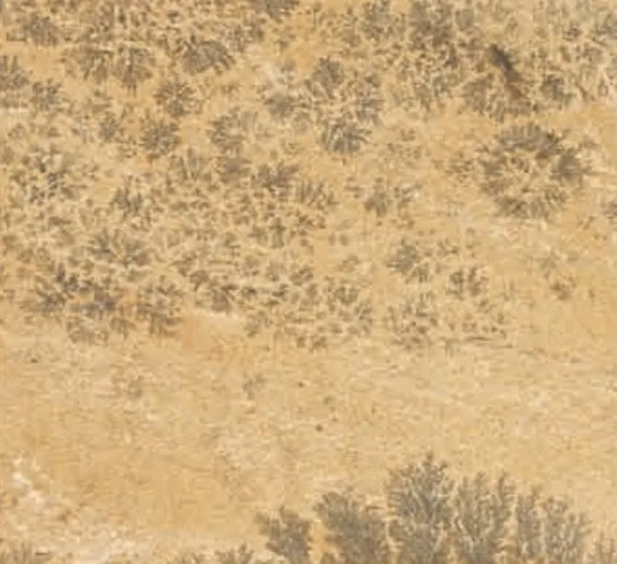 Fossil Mint Sandstone swatch, cream ground with dark fern-like fossil markings